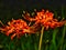 Closeup of Lycoris radiata or red spider lily or red magic lily or equinox flower or higanbana