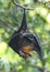 Closeup Lyle`s flying fox