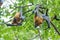 Closeup Lyle`s flying fox