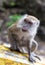 Closeup of Macaque monkey in Malaysia