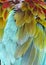 Closeup of Macaw Feathers (background)