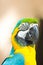 Closeup Macaw parrot