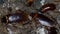 Closeup macro American cockroaches