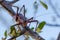 Closeup macro of armored cricket insect in Angola