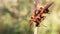 Closeup macro of a asian hornet resting in nature