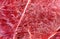 Closeup macro background texture of red beef lamb meat