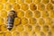 Closeup macro of bees on wax frame honeycomb in apiary Honey bee hive with selective focus