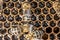 Closeup macro of bees on wax frame honeycomb in apiary Honey bee hive with selective focus