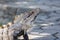 Closeup, macro of a Black spiny-tailed iguana, Black iguana, or Black ctenosaur. Riviera Maya, Cancun, Mexico.