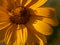 Closeup macro of bright yellow flower of false sunflower Heliopsis helianthoides var.scabra. Horizontal summer backdrop