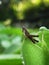 Closeup/macro Brown Grasshopper