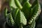 Closeup macro cactus details stock photo