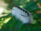 Closeup macro of caterpillar with face black white feathery