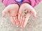 Closeup macro of child hands palms holding one little small forest garden yellow striped snail mollusc.