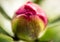 Closeup macro of closed peony pink flower bud with lush green foliage behind. Flowering peonies, unopened buds. Spring summer