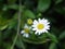 Closeup and Macro Daisy in the morning. Natural Light