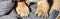 Closeup macro dog paws. Small animals paw banner