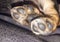 Closeup macro dog paws. Small animals paw detail
