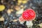 Closeup macro of a fly agaric mushroom