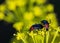 Closeup macro focus shot of Cereal Leaf Beetles