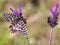 Closeup macro focus shot of Zerynthia Rumina butterfly