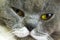 Closeup macro of gray cat face with green yellow eyes. Home beautiful animal pet