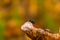 Closeup macro green fly insect on tree branch in nature