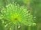 Closeup macro green Paper reed, Nile grass, Cyperus papyrus haspan plant in garden with blurred background