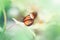 Closeup macro of  Heliconius melpomene butterfly. Wild red orange insect animal sitting on green leaf in a garden park outside.