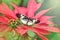 Closeup macro of Heliconius melpomene Piano Key butterfly. Wild insect animal with black white spots sitting on a red poinsettia