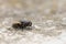 Closeup macro housefly musca domestica