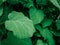 Closeup macro of hydrangea hortensia flower plant shrub tree with water rain drops on green leaves.