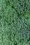 Closeup Macro Image of Green Broccoli Head Florets