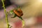 A closeup macro isolated image of a Gulf Fritillary Caterpillar,The Caterpillar has bright orange skin