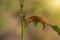 A closeup macro isolated image of a Gulf Fritillary Caterpillar,The Caterpillar has bright orange skin