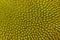 Closeup macro of Jackfruit peel texture a small button consecutive yellowish green of young jackfruit. Tropical fruit. Texture.