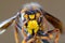 Closeup macro of Japanese giant hornet face