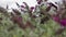 Closeup macro of lavender bushes waving with a wind