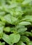 Closeup- macro Lemon grass, lemon balm,