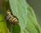 Closeup macro of monarch caterpillar snacking on milkweed leaves - in Minnesota