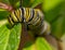 Closeup macro of monarch caterpillar snacking on milkweed leaves - in Minnesota