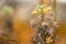 Closeup macro photo of autumn leaves and grass