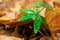 Closeup macro photo of autumn leaves and grass