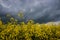 Closeup Macro Photo Of Yellow Rapeseed Flowering On Background Dark Sky With Thunderclouds