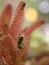 Closeup macro pink of Acanthocereus Tetragonus ,Fairy castle cactus desert plants with blurred background