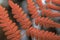 Closeup macro of pink fern