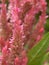 Closeup macro pink flower of Plumed cockscomb ,Celosia argentea flowering plants with blurred background, sweet color