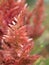 Closeup macro pink flower of Plumed cockscomb ,Celosia argentea flowering plants with blurred background, sweet color