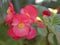 Closeup macro pink petals of begonia Bonanza eat flower plants with water drops  in garden and blurred background, soft focus