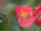 Closeup macro pink petals of begonia Bonanza eat flower plants with water drops  in garden and blurred background, sweet color